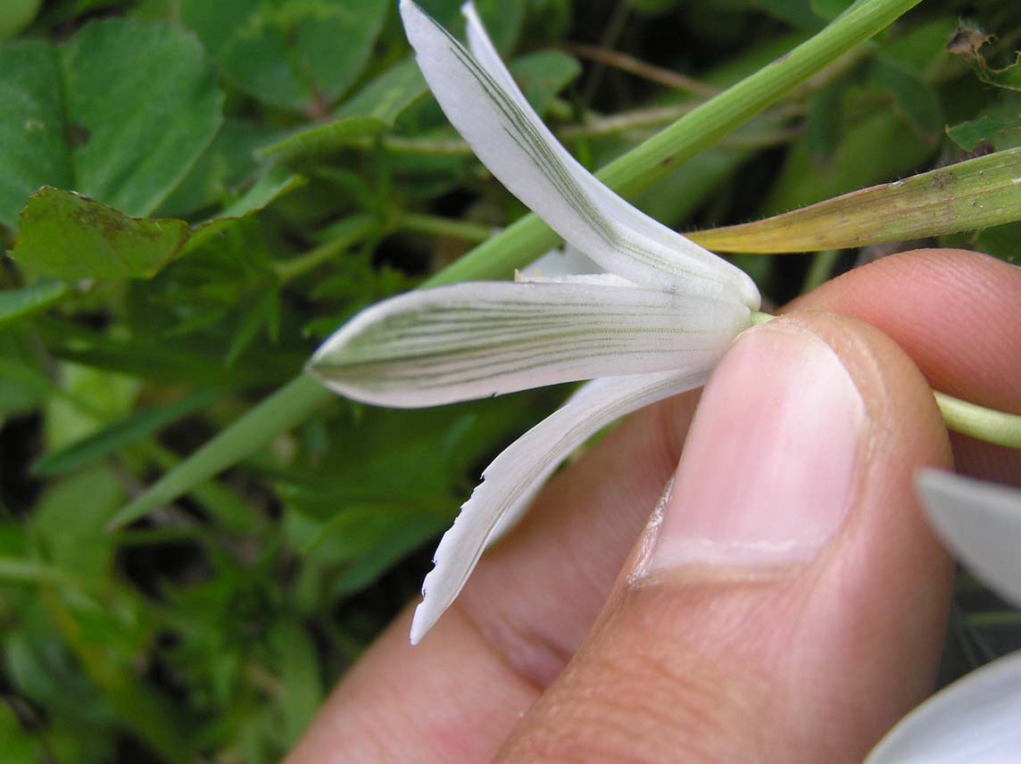 Ornithogalum umbellatum / Latte di gallina comune
